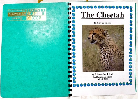 A two-page spread, showing the first page of the project. On the left-hand side is the green piece of card I used as a cover; on the right-hand side is the cover page. It says 'The Cheetah' in big letters, followed by 'Endangered species!' as a subtitle. Then there's a big glossy photo of a cheetah snarling its teeth, and below that some attribution: 'by Alexander Chan / Berkhampstead School / March 2002'.