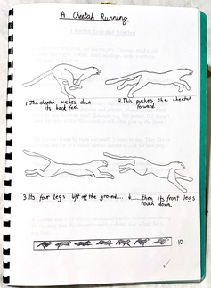 Four hand-drawn illustrations on a page titled 'A cheetah running'. The first drawing shows the cheetah pushing down on its back feet; the second shows how this pushes the cheetah forward; the third shows its four legs lifted off the ground; the final picture shows its front legs touch down.