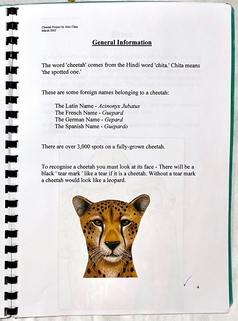 A page of general information, including the etymology of the word 'cheetah', some translations in different languages, the fact that a fully-grown cheetah has over 3000 spots, and that a cheetah is recognisable by the black 'tear mark' that runs down its face. There's an illustration of a cheetah looking at the reader, in which the tear mark is visible on either side of its nose.