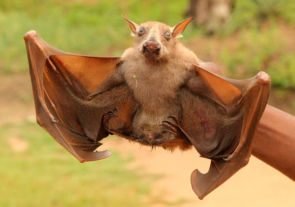Another photo of a bat with partially extended wings, being held in somebody's hands. The wings are probably about a foot wide, and not fully extended. Several sharp looking claws are visible on the inner side of the wing.