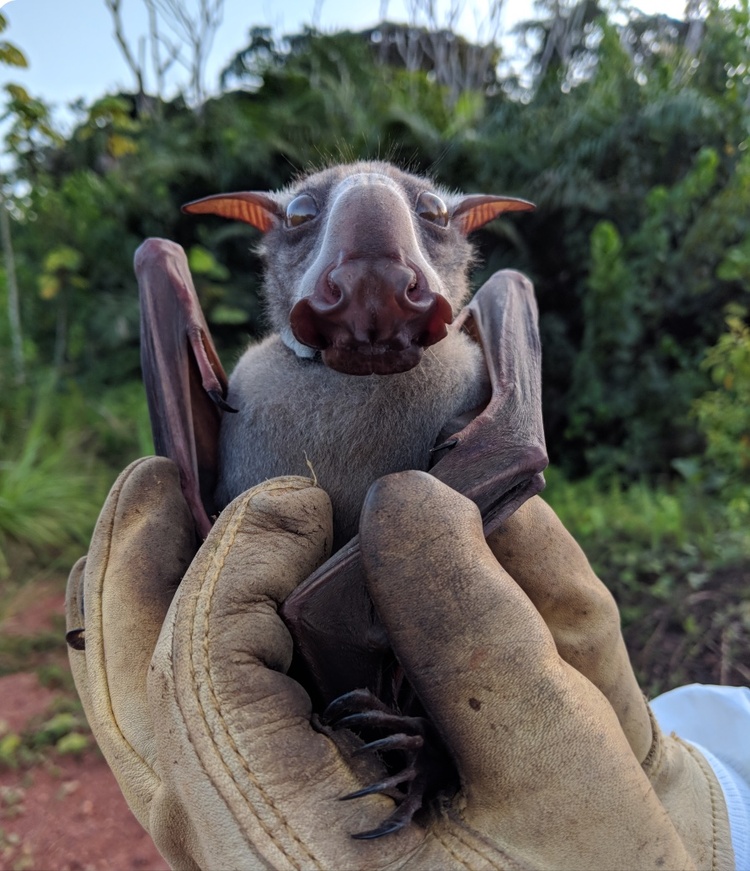 A front-facing view of a bat with an elongated nose. The bar is a dark, reddish brown, looking directly at the camera, and its wings are folded along its sides. Its being held in the hand of somebody with a yellow glove.