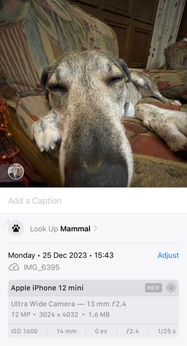 The same photo in the iOS Photos app, with an overlay sheet showing a 'Look Up Mammal' button.