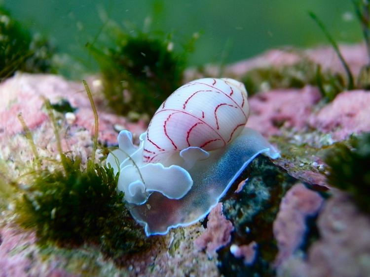 A sea snail with a white shell and red spiral lines, and a body which is an iridescent and almost transparent blue.