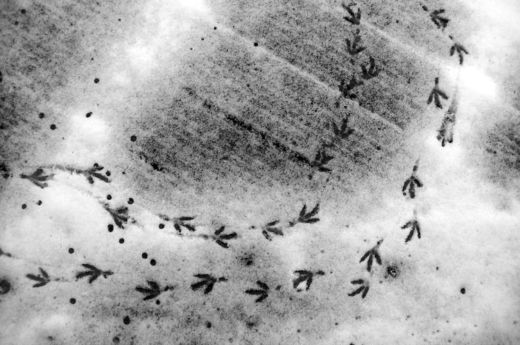 Footprints left by a bird in the snow.